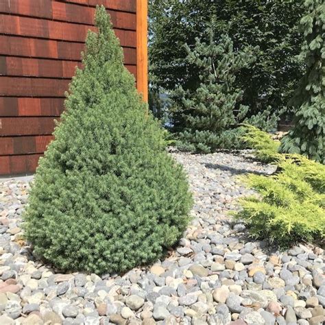 Dwarf Alberta Spruce | Elegant Evergreen Tree — PlantingTree.com