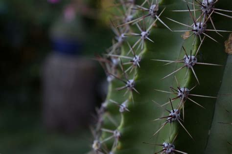 Cactus Prickles Plant - Free photo on Pixabay - Pixabay