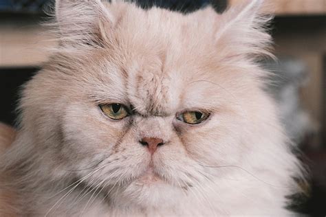 Persian Cat Persians · Free photo on Pixabay