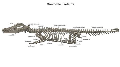 Skeletal System Of A Crocodile | Crocodile, Skeleton, Animals information