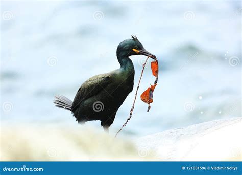 Shag nesting on rock coast stock photo. Image of ruff - 121031596