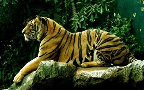 wallpapers: Tiger Desktop Wallpapers and Backgrounds