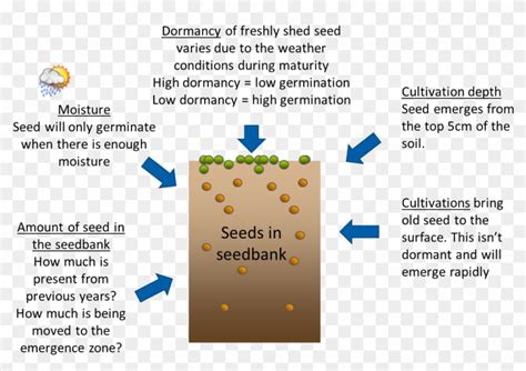 Figure 3 Factors Affecting Black-grass Germination - Factors Affecting ...