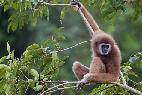 Bridging The Gibbon Divide | A Moment of Science - Indiana Public Media