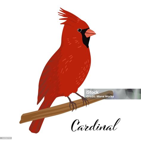 Cardinal Bird Cut Out Vector Illustration Stock Illustration - Download ...