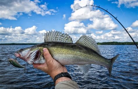 10 Best Fishing Lures for Walleye 2024 - Fishmasters.com