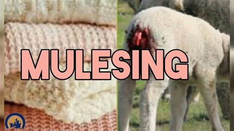 MULESING - YouTube