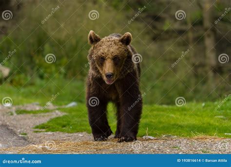 European Brown Bear Ursus Arctos Arctos in Natural Habitat. Romania ...