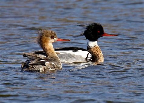 Red-breasted Mergansers - Birds and Blooms