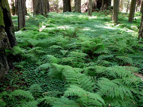 Ferns in a redwood forest | Taken along US 101 between Trini… | Flickr