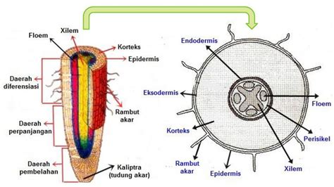 Detail Gambar Jaringan Epidermis Tumbuhan Koleksi Nomer 47