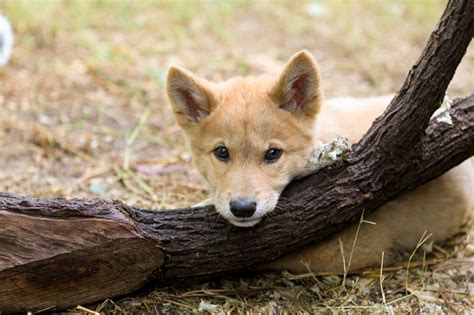 CLIMBING DINGOES.AUSTRALIAN ALPINE DINGOES. – Claudia Bensimoun