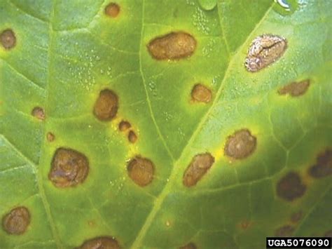 Identify and Control Leaf Blight