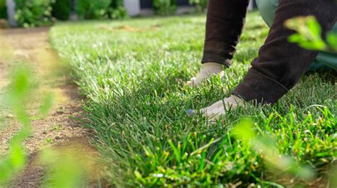 HGTV's Top Choices For Sod Produce The Healthiest Lawn