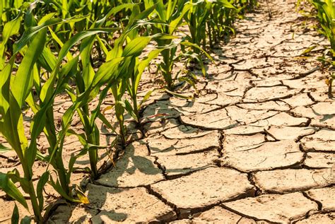 Quais cultivos tolerantes à seca impulsionam a agricultura? - Summit Agro