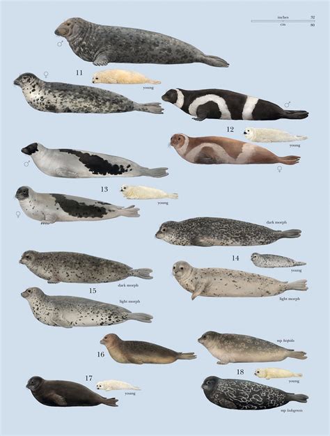 Infographic of some northern hemisphere seals (legend in comments) : r/seals