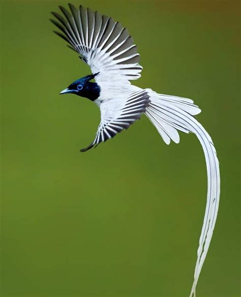 Wondershots - Indian Paradise Flycatcher. Photographer: Himel Nobi ...