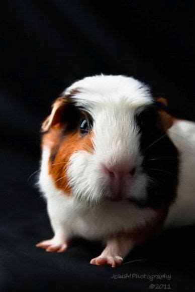 guinea pig rescue groups near me - Nickolas Huntley