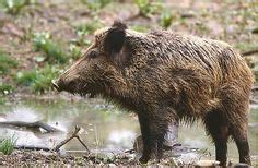 Gerelateerde afbeelding Feral Pig, Invasive Species, Wild Boar, New Environment, Wildlife ...