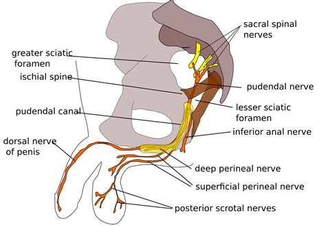 Herman & Wallace Pelvic Rehabilitation Continuing Education - Mobilization of Visceral Fascia ...