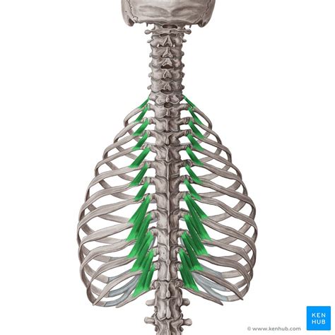 Levatores costarum: Origin, insertion, innervation,action | Kenhub