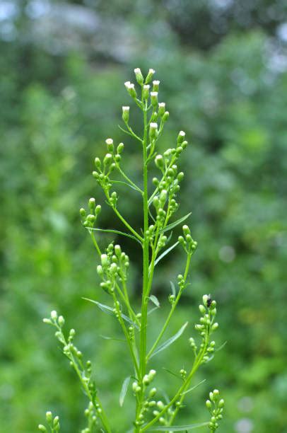 70+ Marestail Weed Stock Photos, Pictures & Royalty-Free Images - iStock