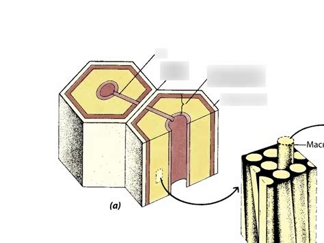 Cell Wall Diagram Diagram | Quizlet