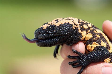 Baby Gila monster being held by a good friend. | Smithsonian Photo Contest | Smithsonian Magazine