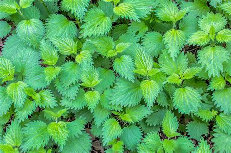 Nettle Tea Recipe: Hot and Iced Ways to Brew The Herb