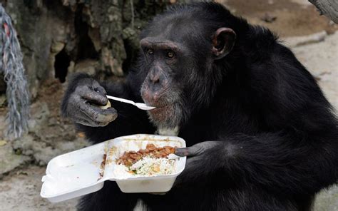 Chimpanzee Diet Calories Per Day - craftsgala