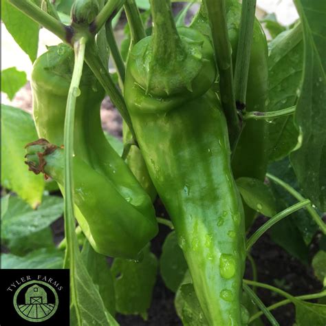 Hatch (New Mexico) Green Chile Pepper Plant | Tyler Farms