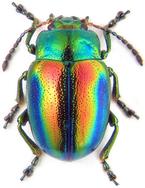 iridescent insect, beautiful colours | Leaf beetle, Insects, Beetle insect