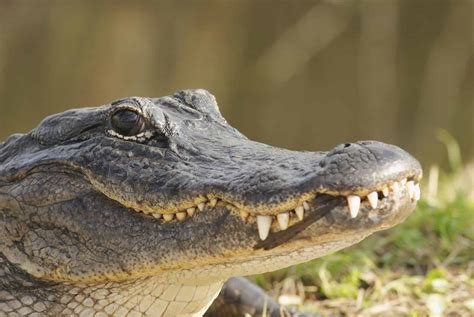 7 Facts About Florida Alligators Everyone Should Know | NFVH