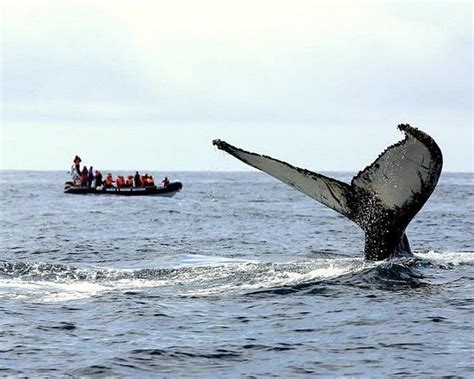 How to Experience Whale Watching from Ponta Delgada