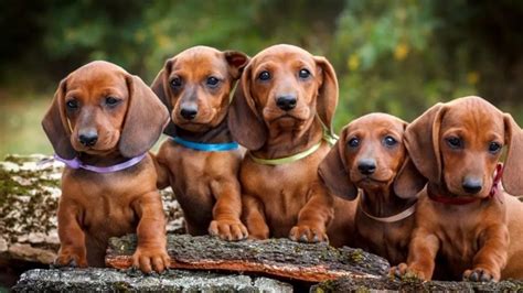 Curiosidades del dachshund, más conocido como perro salchicha - Minuto ...