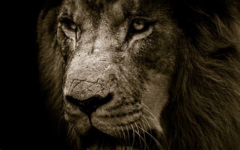 Lion Roaring 4K Ultra HD Wallpapers - Top Free Lion Roaring 4K Ultra HD Backgrounds ...