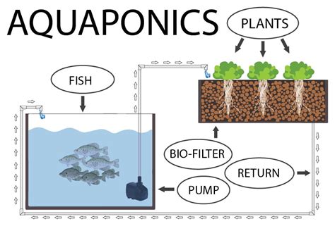 Fish Farming in kerala - Aquaponics,Hydroponics,Biofloc methods