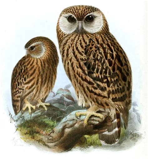 Laughing owl | Nocturnal Predator, New Zealand, Endemic | Britannica