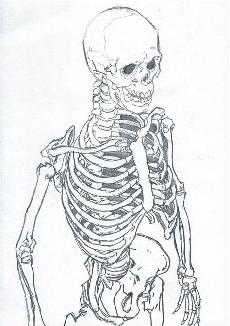 Skeleton sketch 0020 by CarlMalbern | Skeleton drawings, Skeleton art, Anatomy art