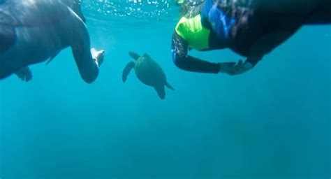 Diving in the Galapagos Guide and Tips - FlawlessEnd