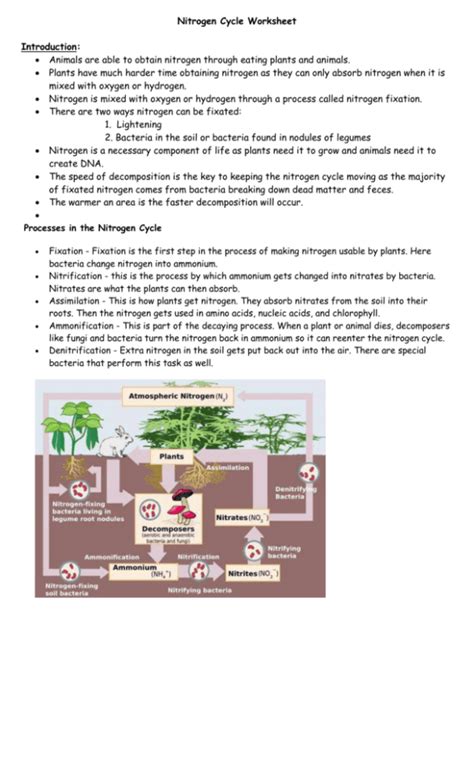 Nitrogen Cycle Worksheet