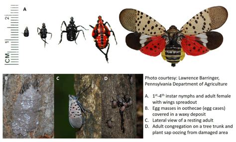 Keep Calm and Carry On – Spotted Lanternfly | UGA Extension Viticulture ...