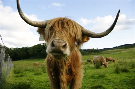 Premium Photo | Scottish cow with big horns