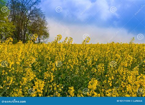 Canola Field. Field, Canola, Rape, Rapeseed, Agriculture, Stock Photo ...