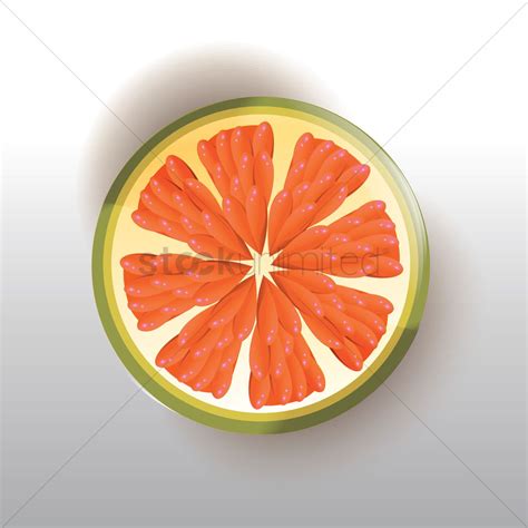 Grapefruit Vector at Vectorified.com | Collection of Grapefruit Vector free for personal use