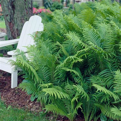 Matteuccia struthiopteris - Ostrich Fern | White Flower Farm