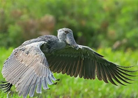 Shoebill Stork Behavior - AnimalBehaviorCorner