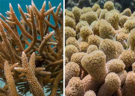 Identifying Acropora Corals in the Caribbean • Scuba Diver Life