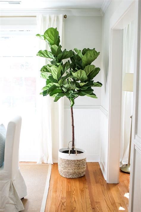 5 Lieblings Zimmerpflanzen #lieblings #zimmerpflanzen | Indoor plants diy, Indoor tree plants ...