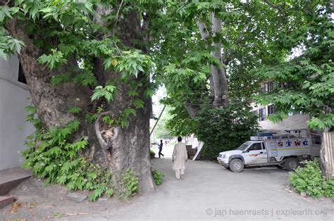 Watching the Royals Die: The plight of the Chinar Tree in Kashmir – ΞXPLΞARTH